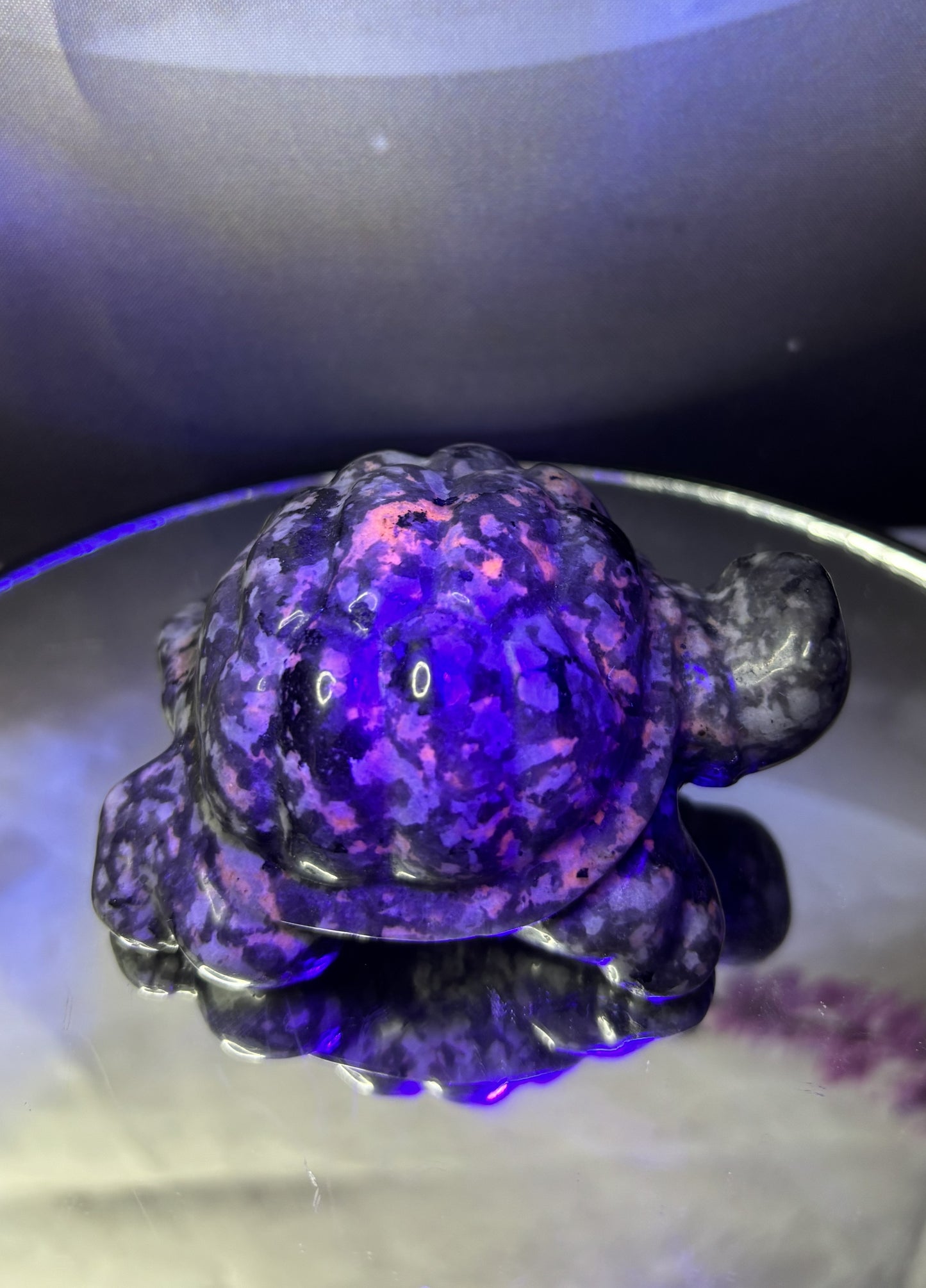 3' Turtles